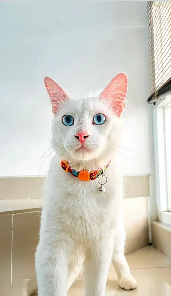 MAINECOON MIX JANTAN