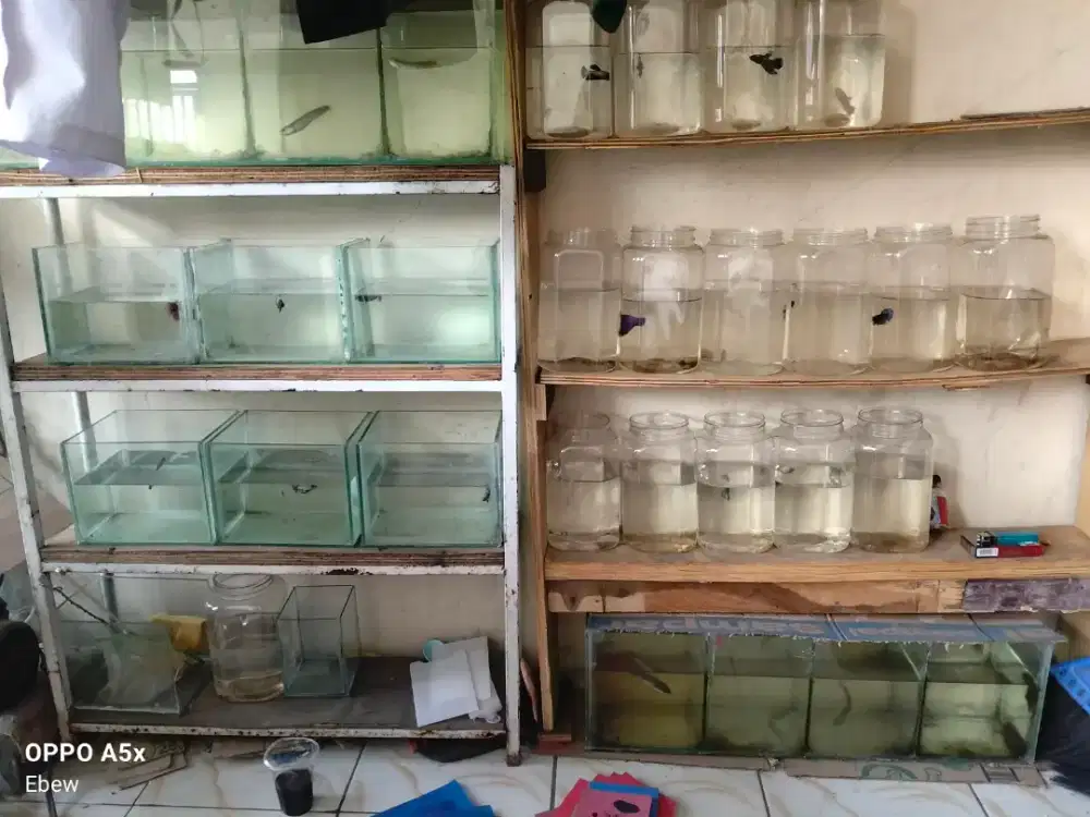 Ikan dan aquarium