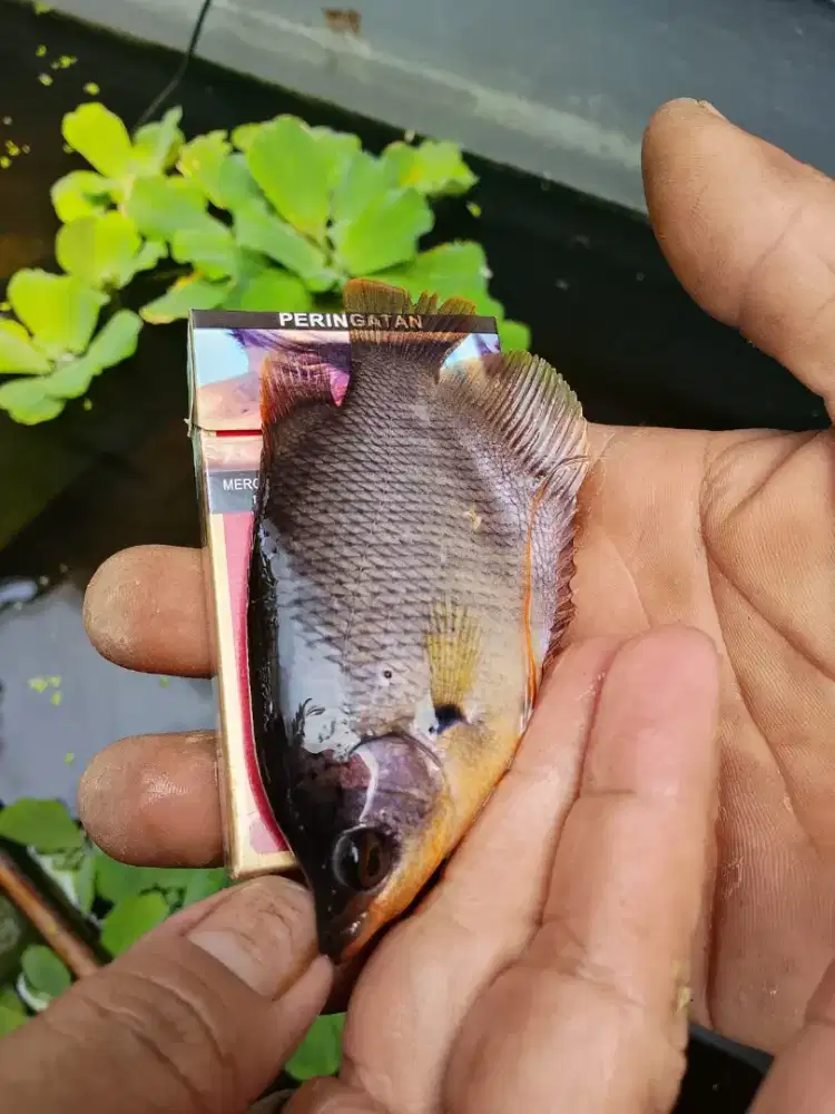 Gurame ukuran nyuper
