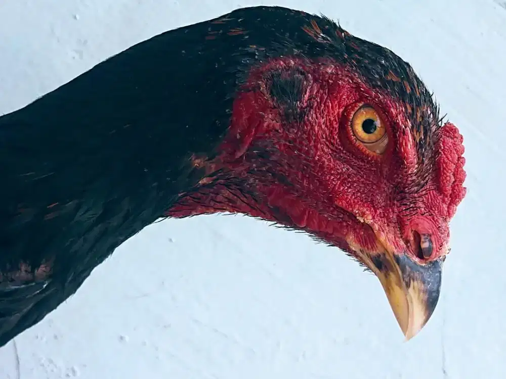 Ayam shamo petarung