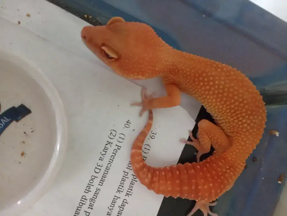 Gecko Orange (Sepaket)