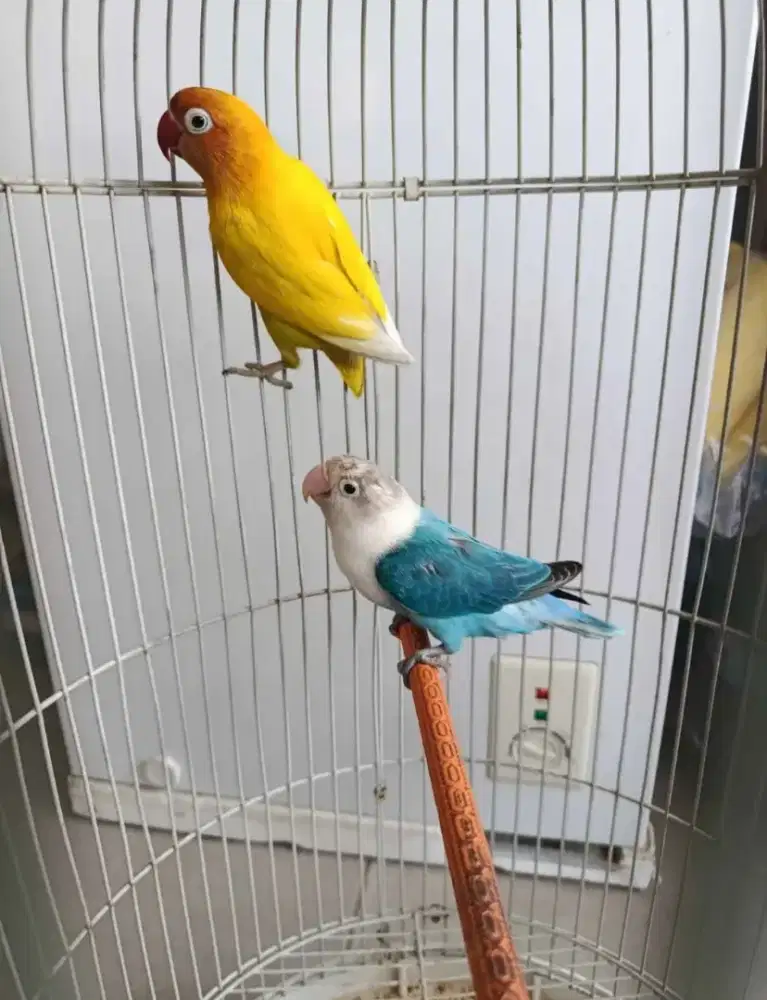 Lovebird Sepasang