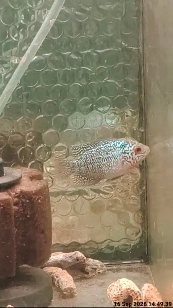 ikan lohan cencu 4cm full mutiara full marking ekor lebar jenong 01