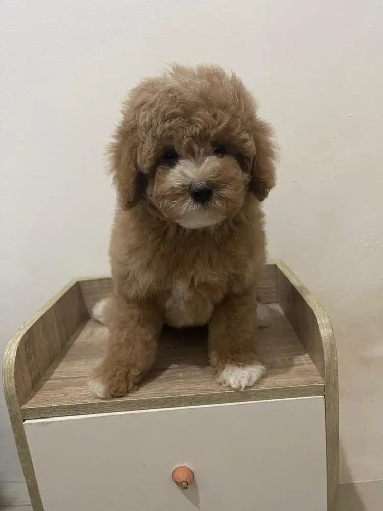 Jual poodle red mismark betina