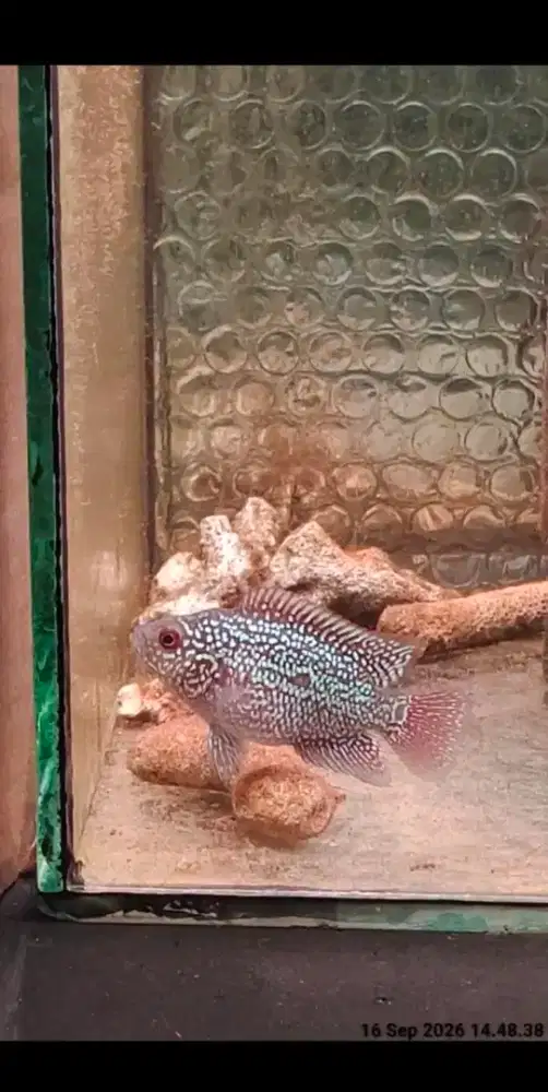 ikan lohan cencu 4cm full mutiara full marking ekor lebar jenong 02