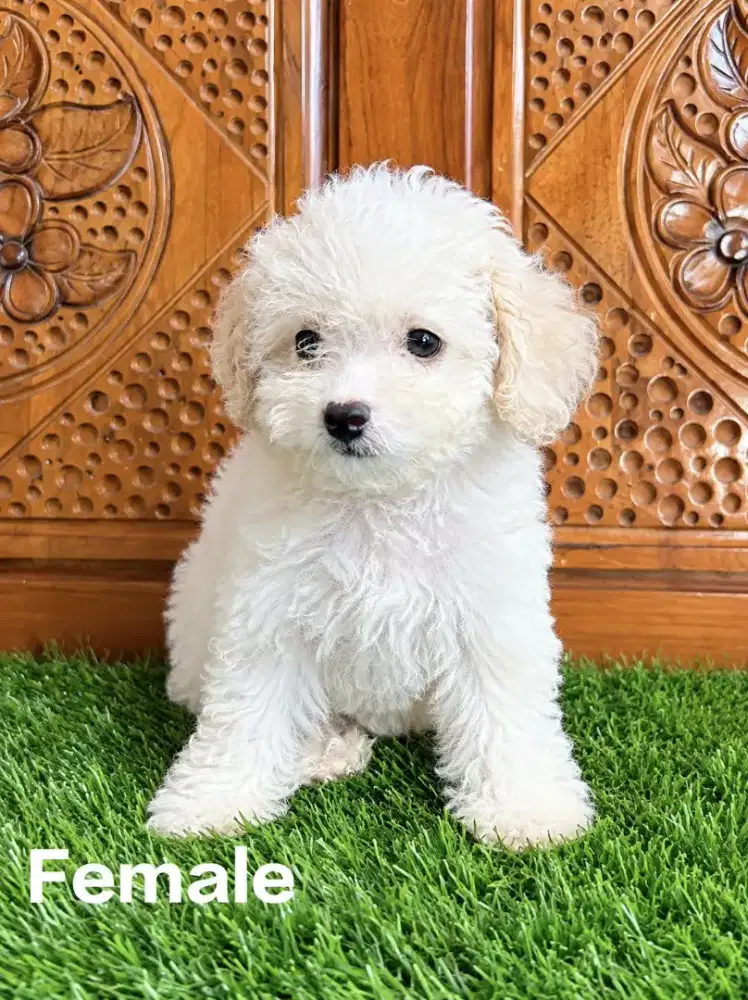 Maltipoo puppy betina