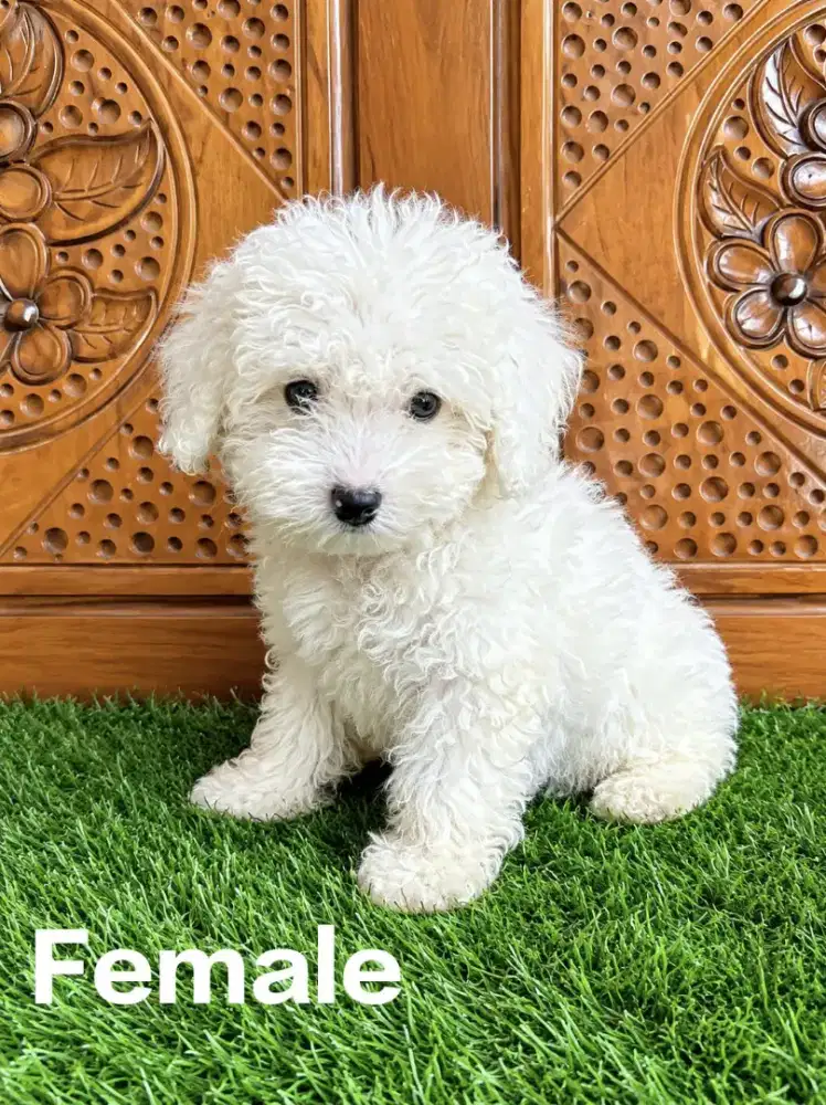Maltipoo puppy betina