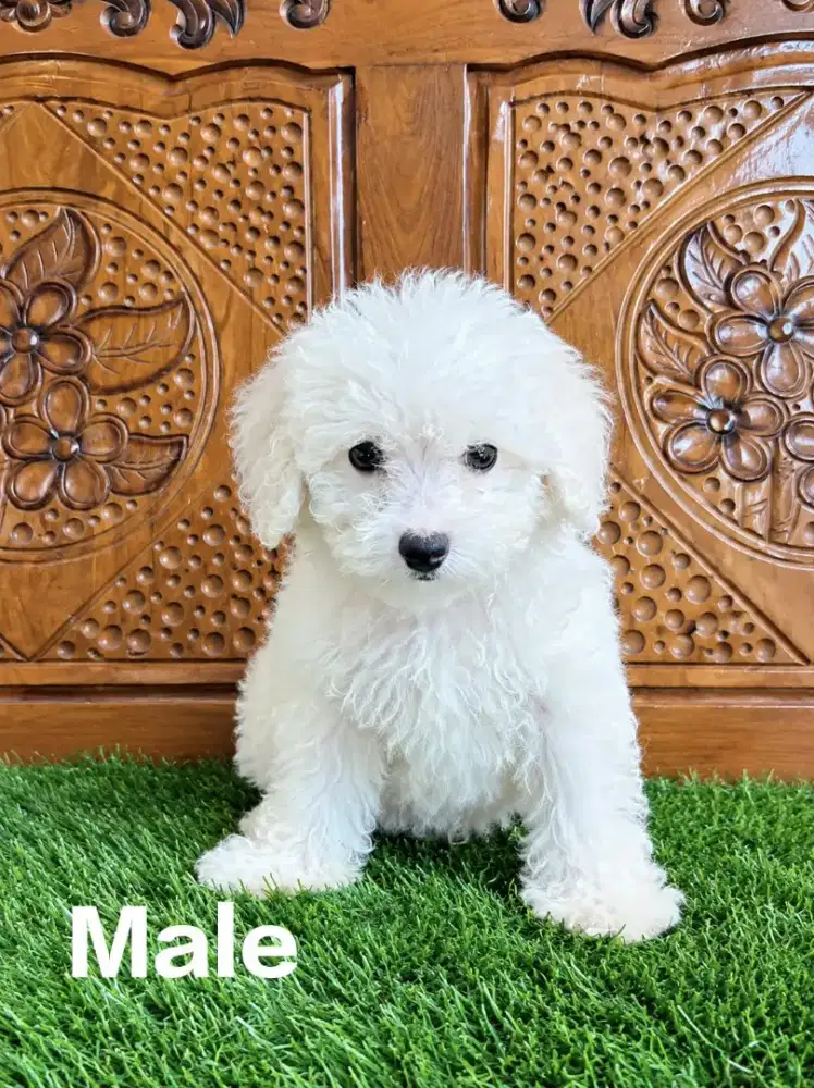 Maltipoo puppy jantan