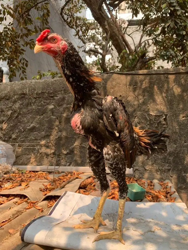 Ayam bangkok silangan shamo