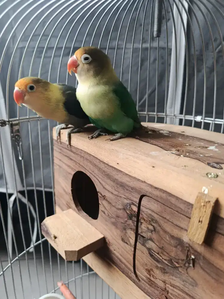 Lovebird pasangan