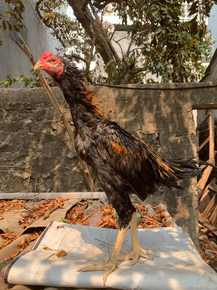 Ayam bangkok x shamo