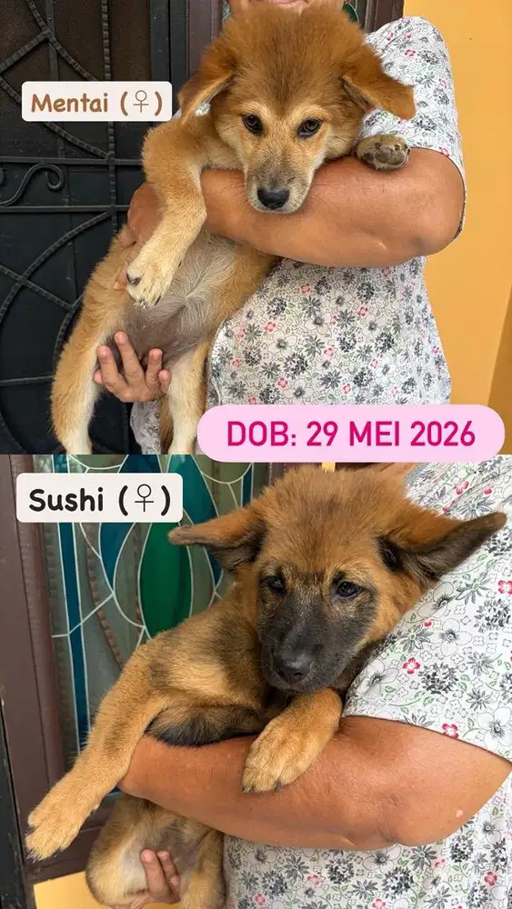 Anjing umur 3 bulanan