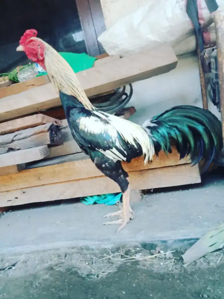 Ayam Bangkok Pakhoy mangon