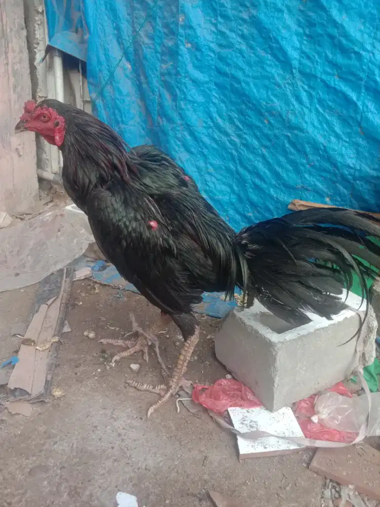 ayam Siam birma