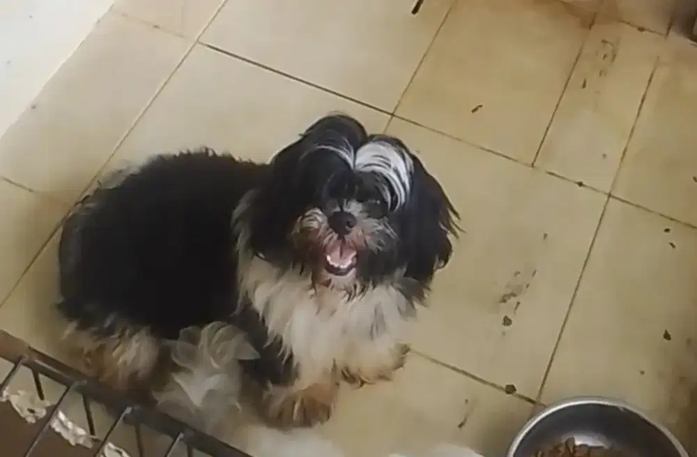 LA shitsu betina non STB