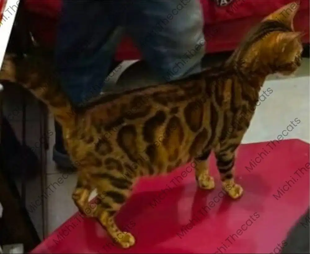 Kucing Bengaal betina dewasa