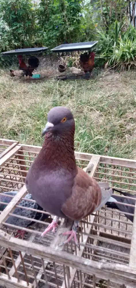 Burung dara lapak