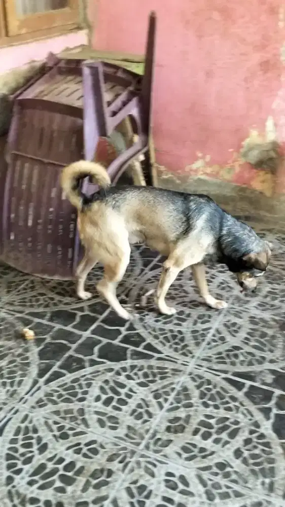 Jual Anjing peliharaan
