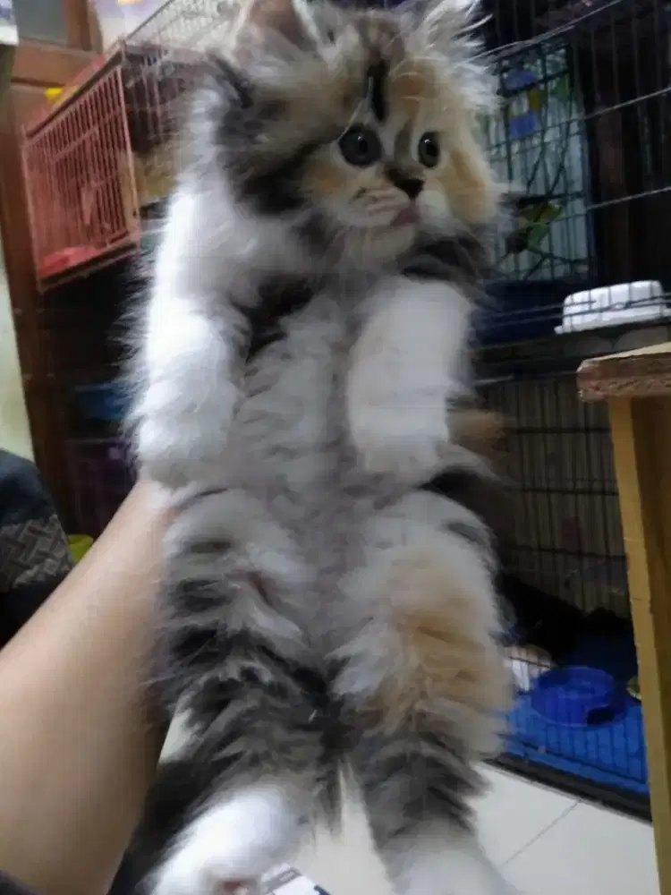 Kitten Persia betina