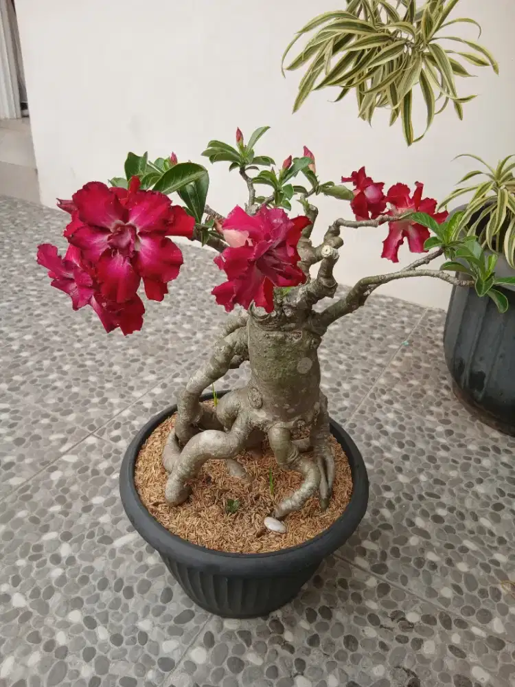 Bonsai Adenium Bunga tumpuk
