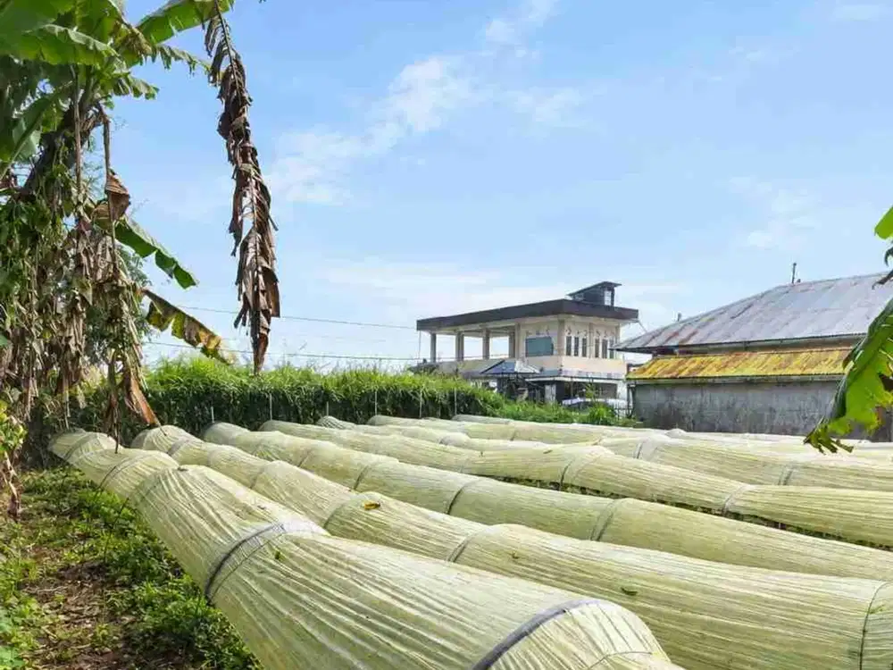 DIJUAL – Lahan SHM 400 m² Zona Kuning Direct View Danau Buyan Pancasari