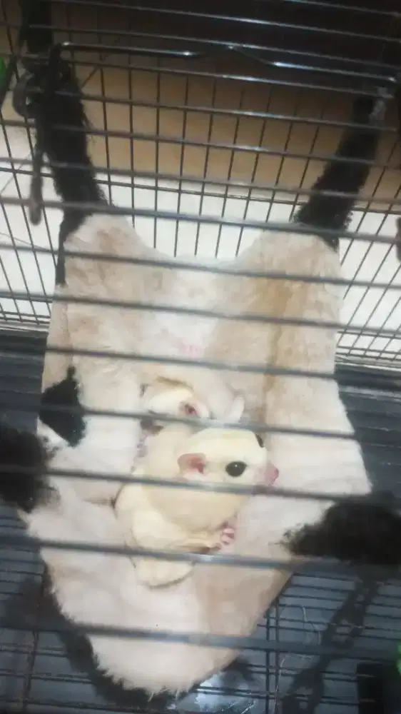 Sugar glider creamino