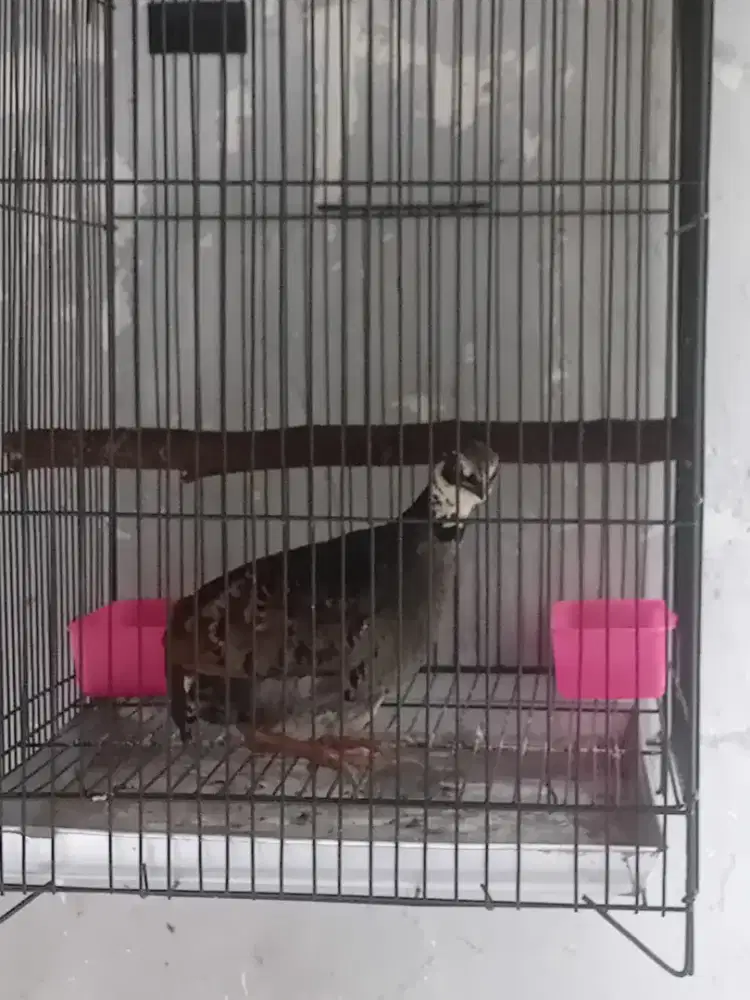 Puyuh gonggong jawa timur burja