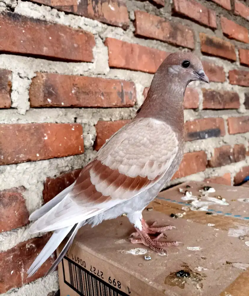Merpati Culik Betina Piyikan
