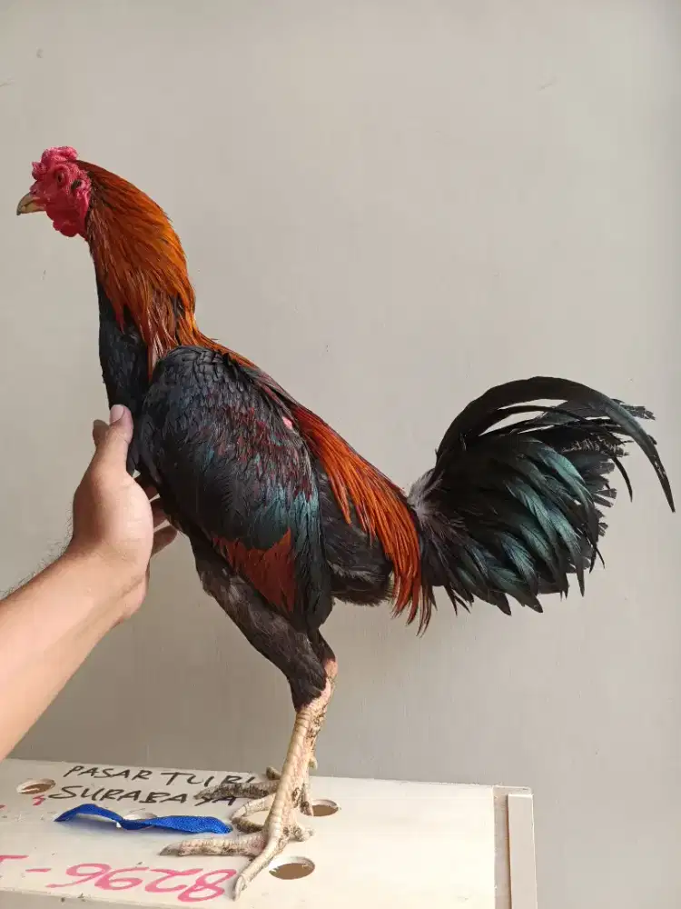 Ayam Bangkok Pama Kuda Lari