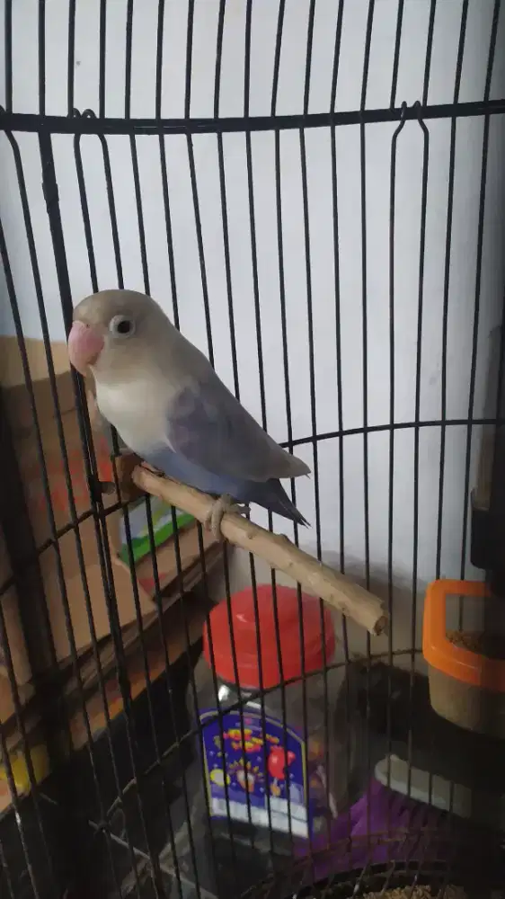 Burung LB betina