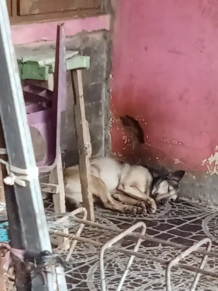 dijual anjing mulus