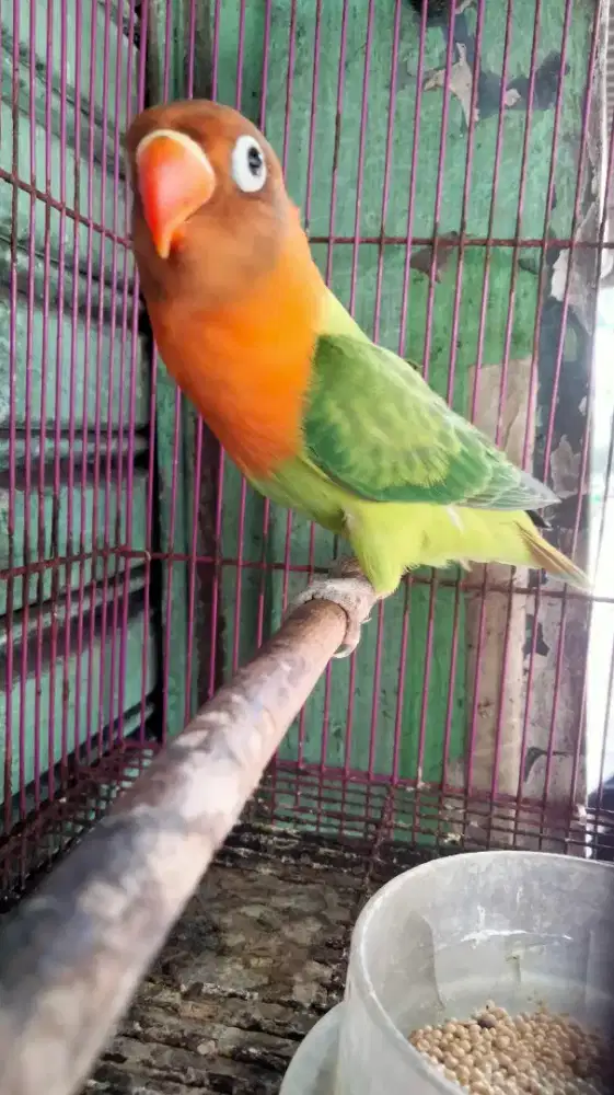 Lovebird Biola Jantan Warna Bagus Super Prospekan