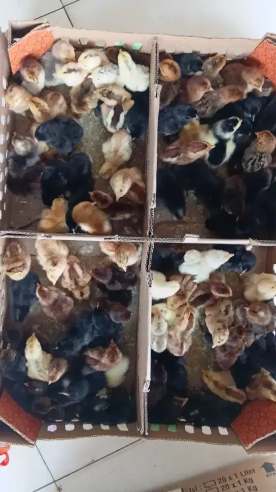 DOC AYAM KUNTARA