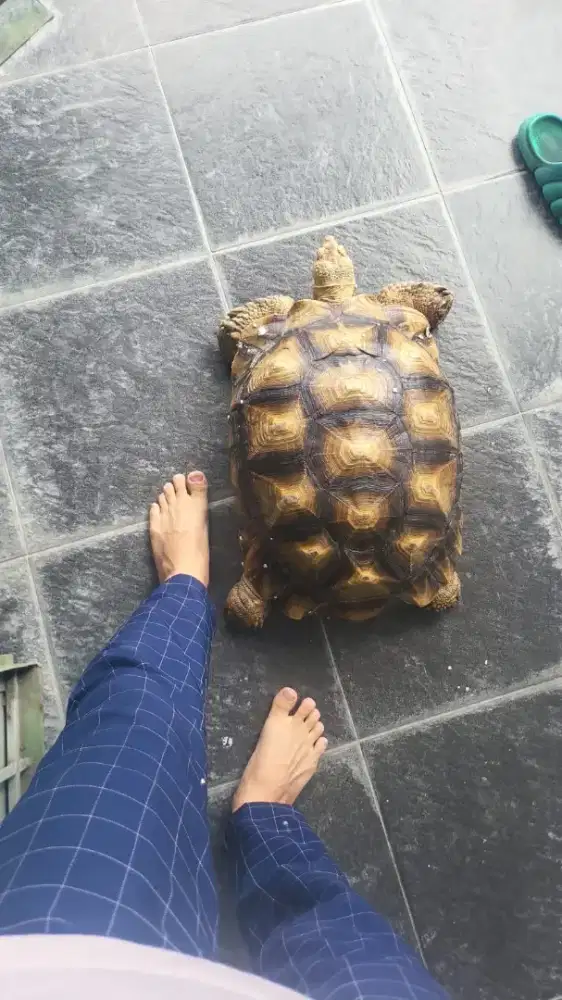 Kura kura darat sulcata betina dewasa