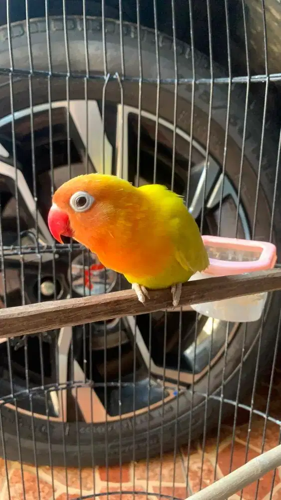 Lovebird dewasa
