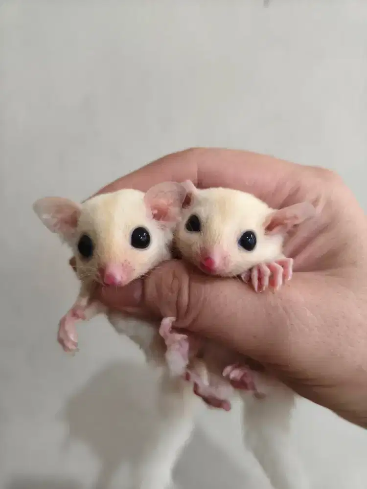 Sugar Glider Betina Leucistic Leu Leukistik Murah Cewek Joey Baby