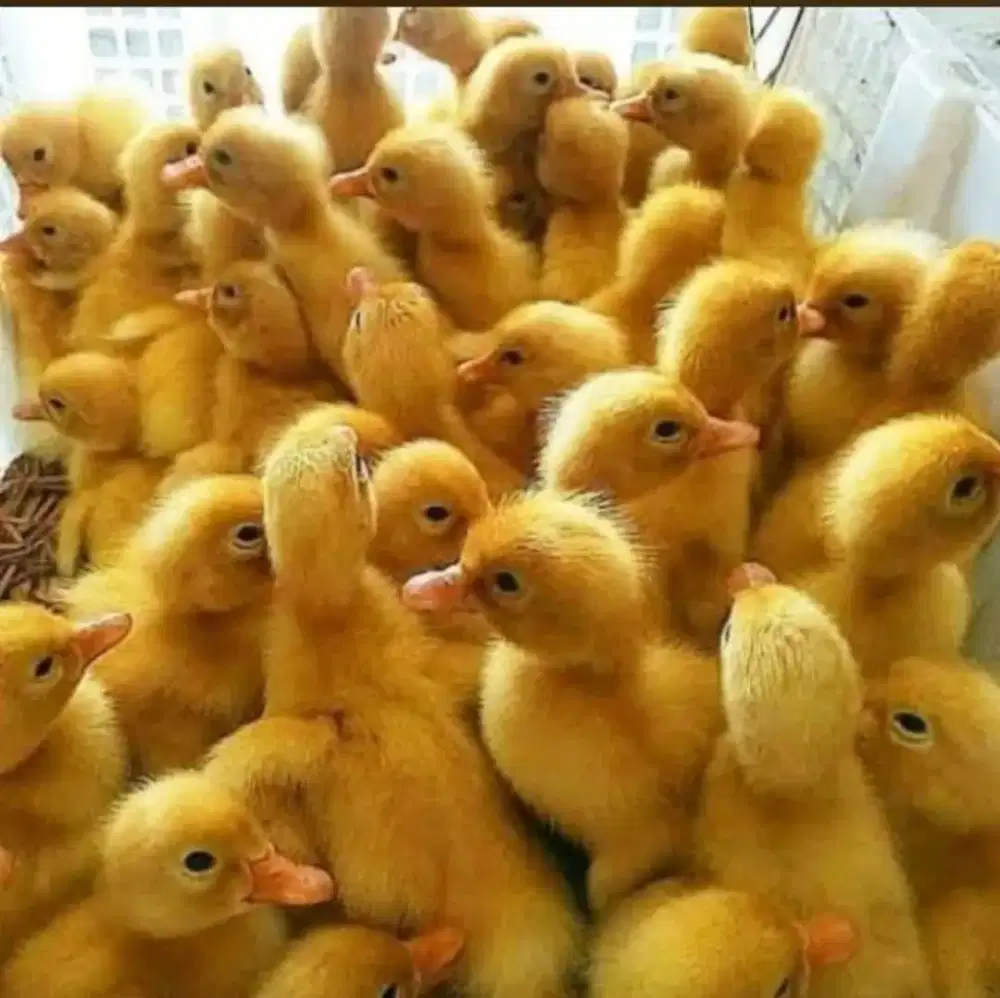 DOD BEBEK PEKING HIBRIDA