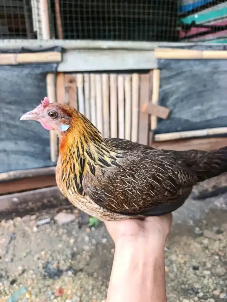 AYAM HUTAN MERAH BETINA