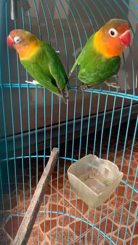 Sepasang lovebird dewasa siap produksi