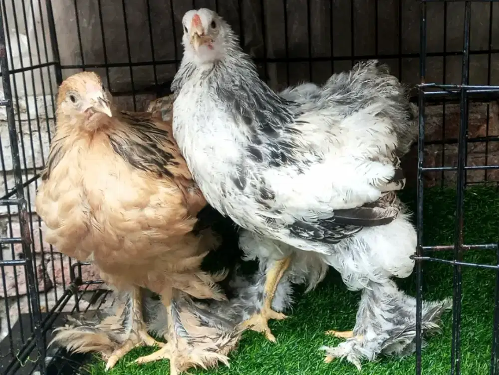 sepasang ayam brahma
