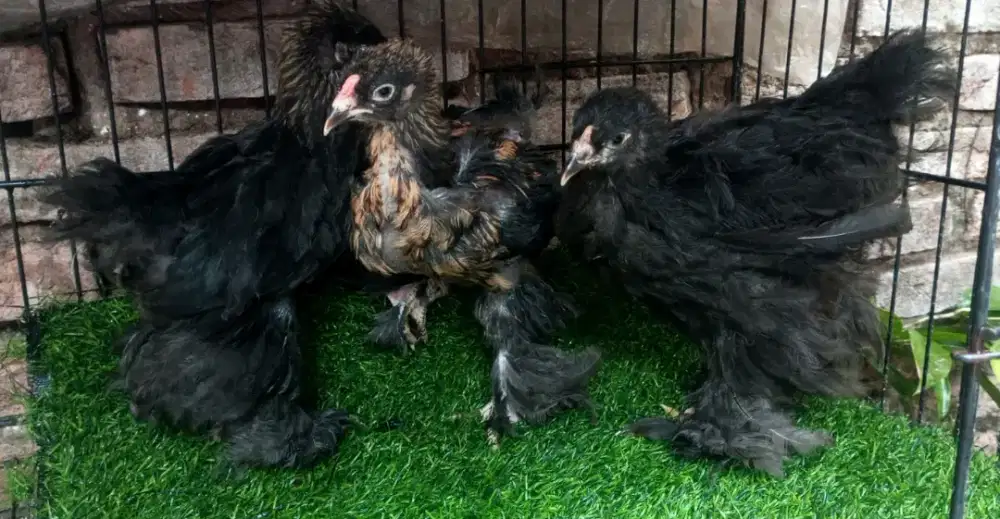 Anakan ayam Brahma black