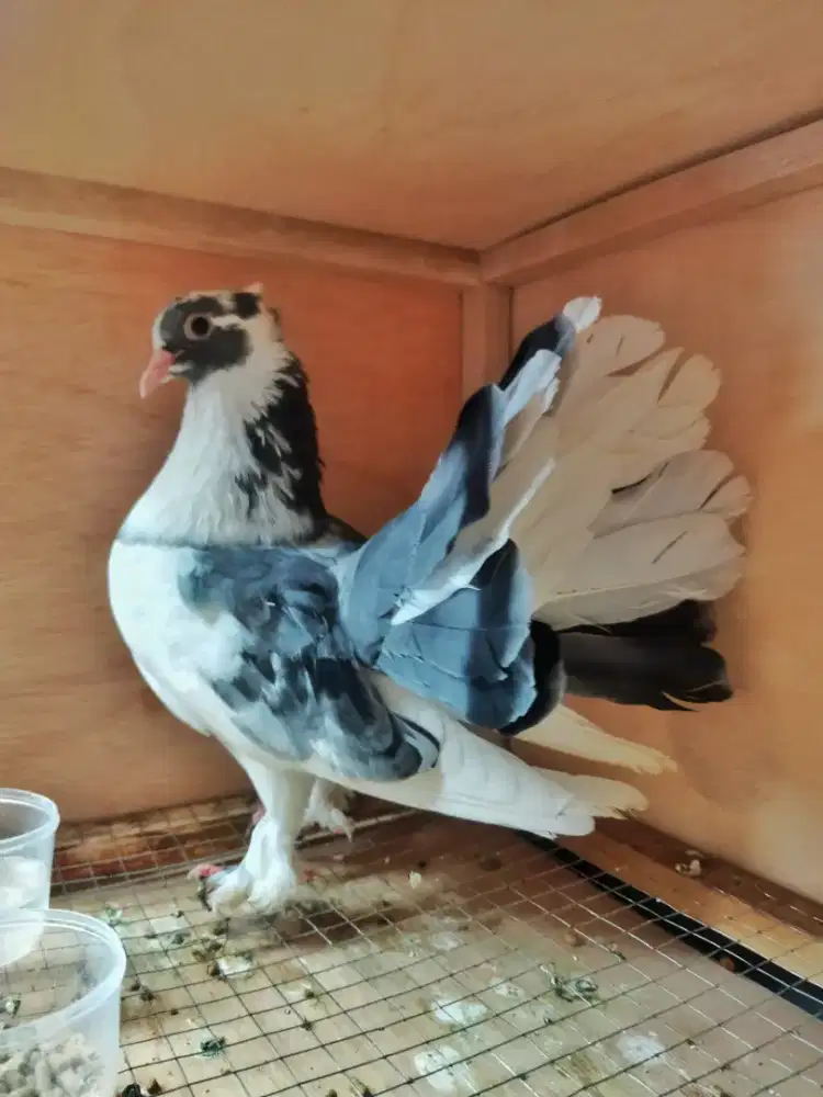 Merpati Kipas Cantik
