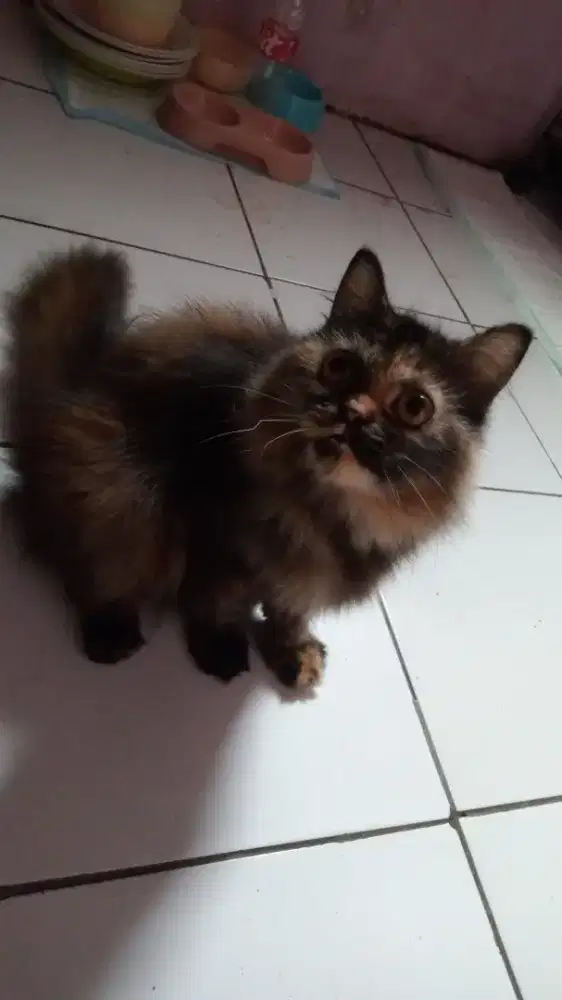 Lepas adopsi, kitten Persia kawinan Persia sama British long