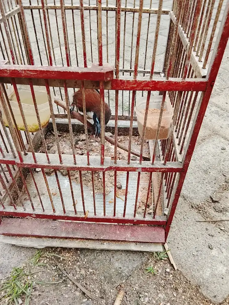 Jual burung cak kalung