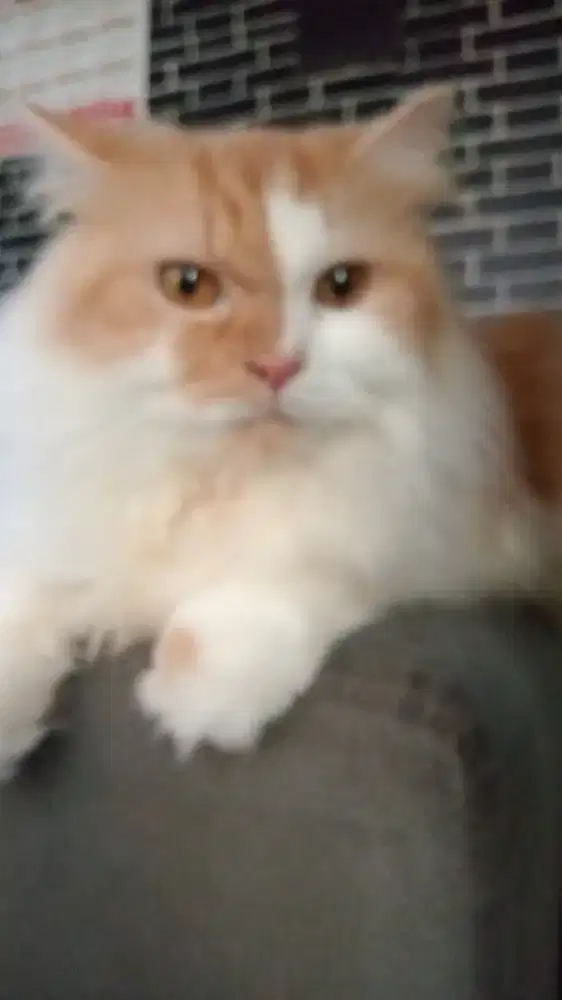 Lepas adopsi kucing jantan