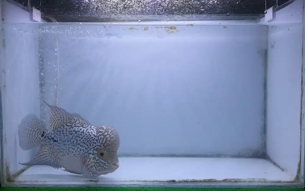 Ikan louhan kamfa dan aksesorisnya