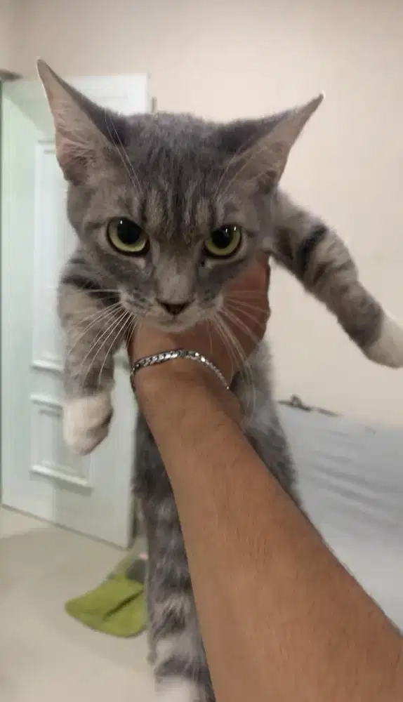 kucing munchkin persia mix bsh betina