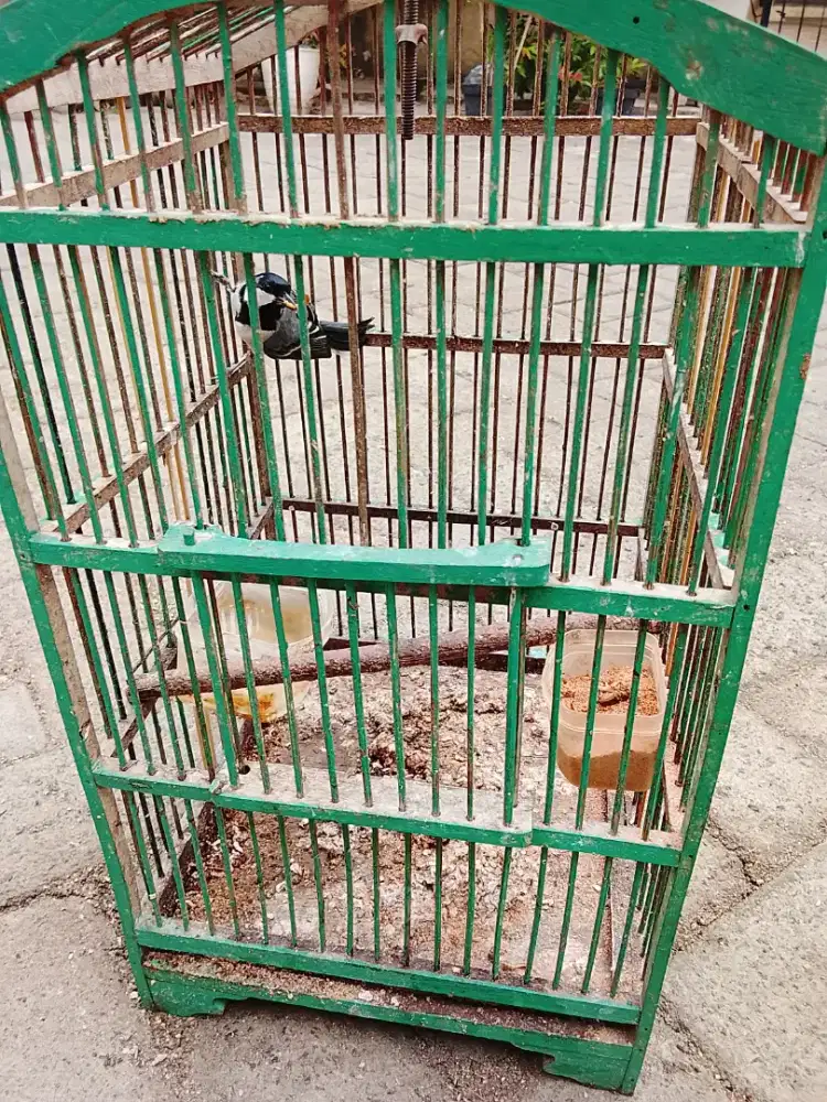 Jual burung gelatik batu