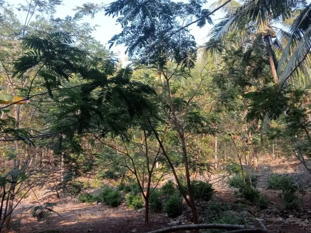 Dijual Tanah Kebun Produktif Siap Digunakan Di Pacitan