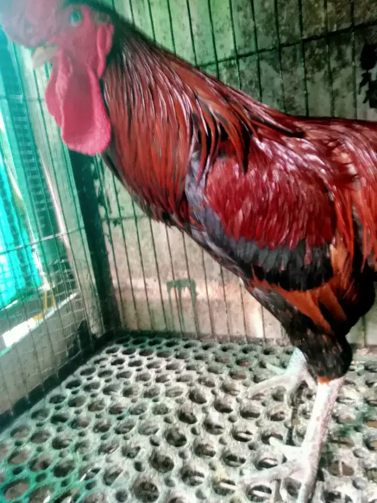 Ayam jago pelung